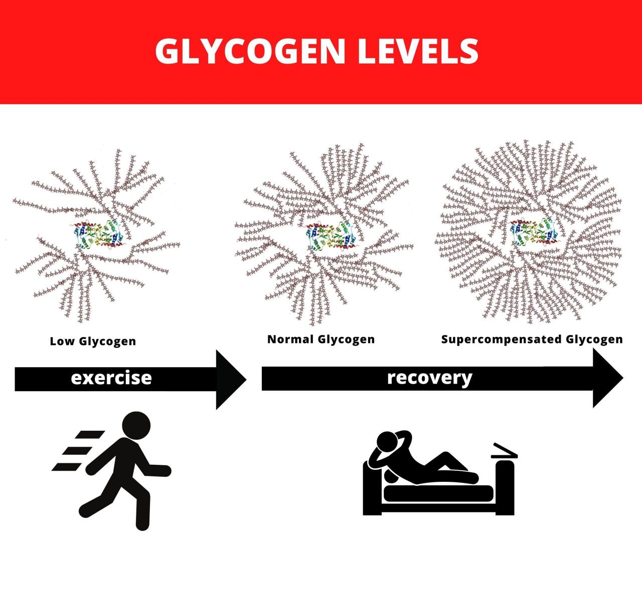 Infographic-glycogen-level-scaled.jpg