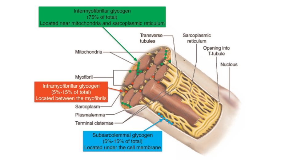 肌糖原.jpg