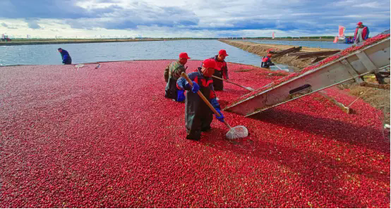 2025抚远蔓越莓节在“中国唯一种植基地——红海小镇”盛大开幕FAY SECRET品牌聚焦“口服私密护理”新趋势
