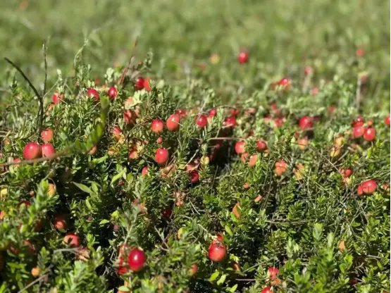 2025抚远蔓越莓节在“中国唯一种植基地——红海小镇”盛大开幕FAY SECRET品牌聚焦“口服私密护理”新趋势